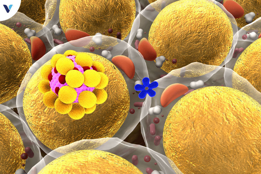 Thực phẩm chứa nhiều chất béo Thực phẩm chứa nhiều chất béo