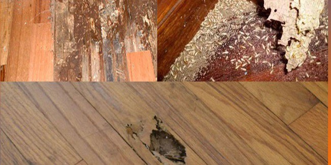 Sàn gỗ bị mối mọt: Hướng dẫn xử lý hiệu quả