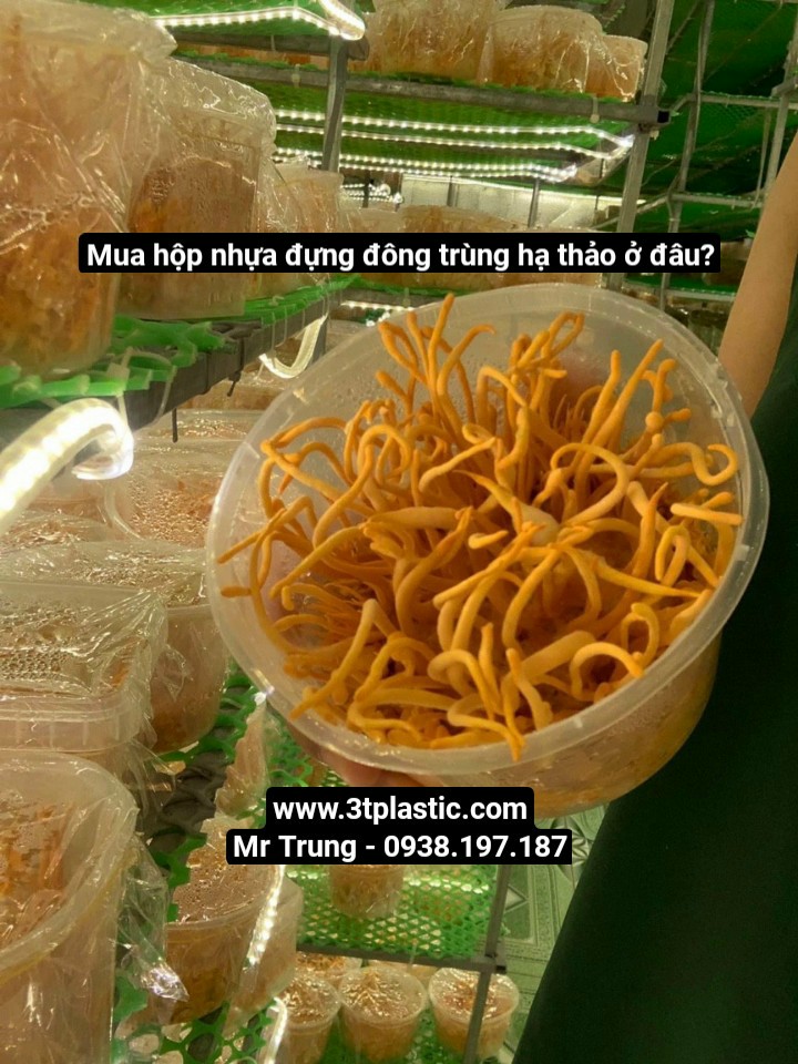 Hộp nhựa đựng đông trùng hạ thảo mua ở đâu?