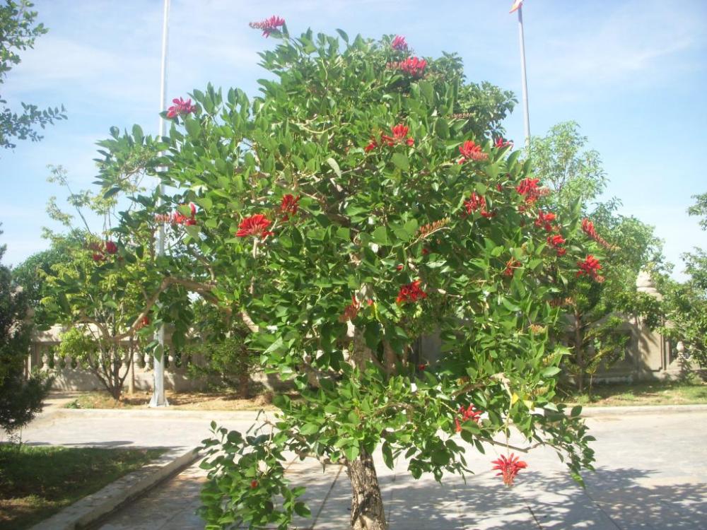 Nên trồng những loại cây nào cho các công trình xây dựng?
