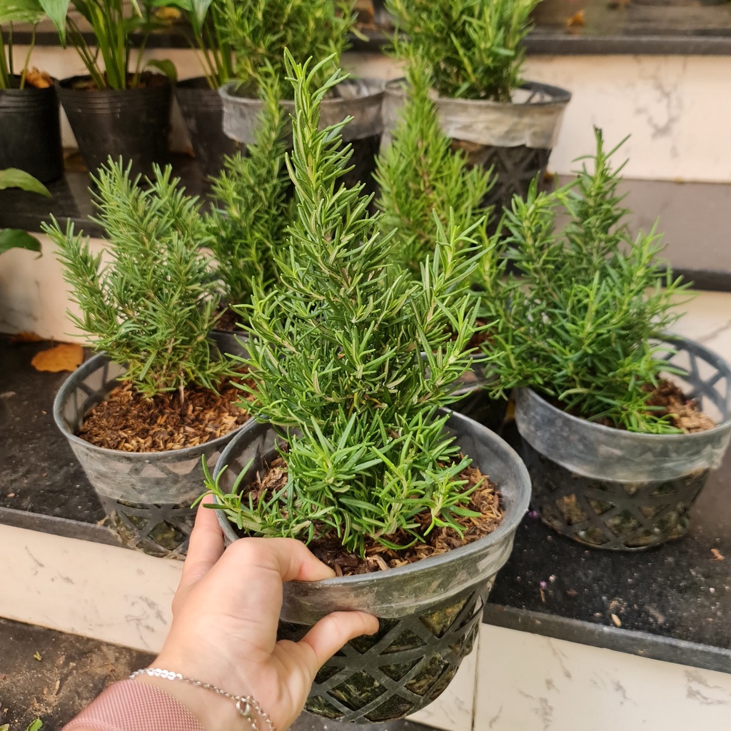 GIỐNG CÂY HƯƠNG THẢO (Rosemary), (cao 15-20cm), thuần khí hậu nóng Sài Gòn, cây hương liệu, Cây Tươi Nguyên CTN0750
