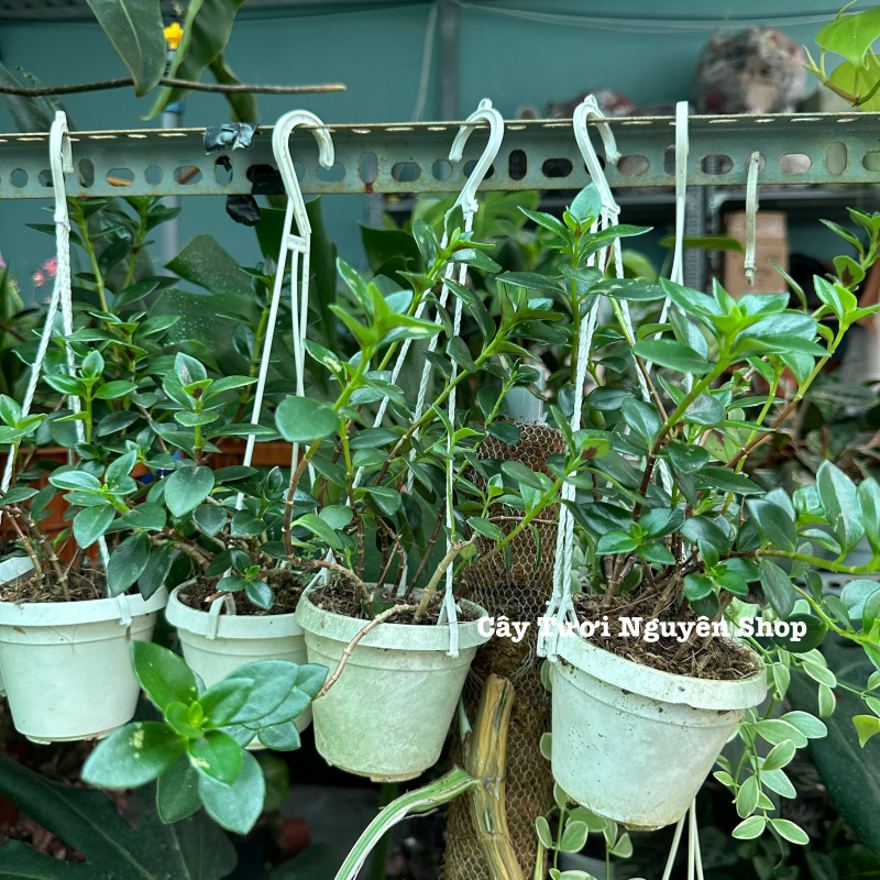 [CHẬU TREO] CÂY CÁ VÀNG, (cao 10cm), cây cảnh Trong nhà, kiểng lá mini để bàn Văn phòng đẹp, GIÁ RẺ, lọc không khí, Cây Tươi Nguyên