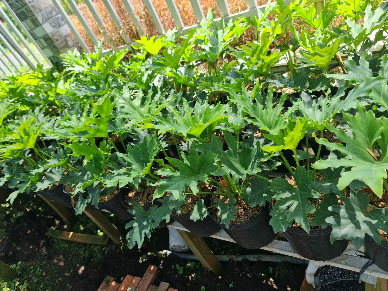 CÂY TRẦU BÀ THANH XUÂN 2 Size, cây phong thủy hút tài lộc để bàn mini GIÁ RẺ, lọc không khí, Cây Tươi Nguyên CTN0190
