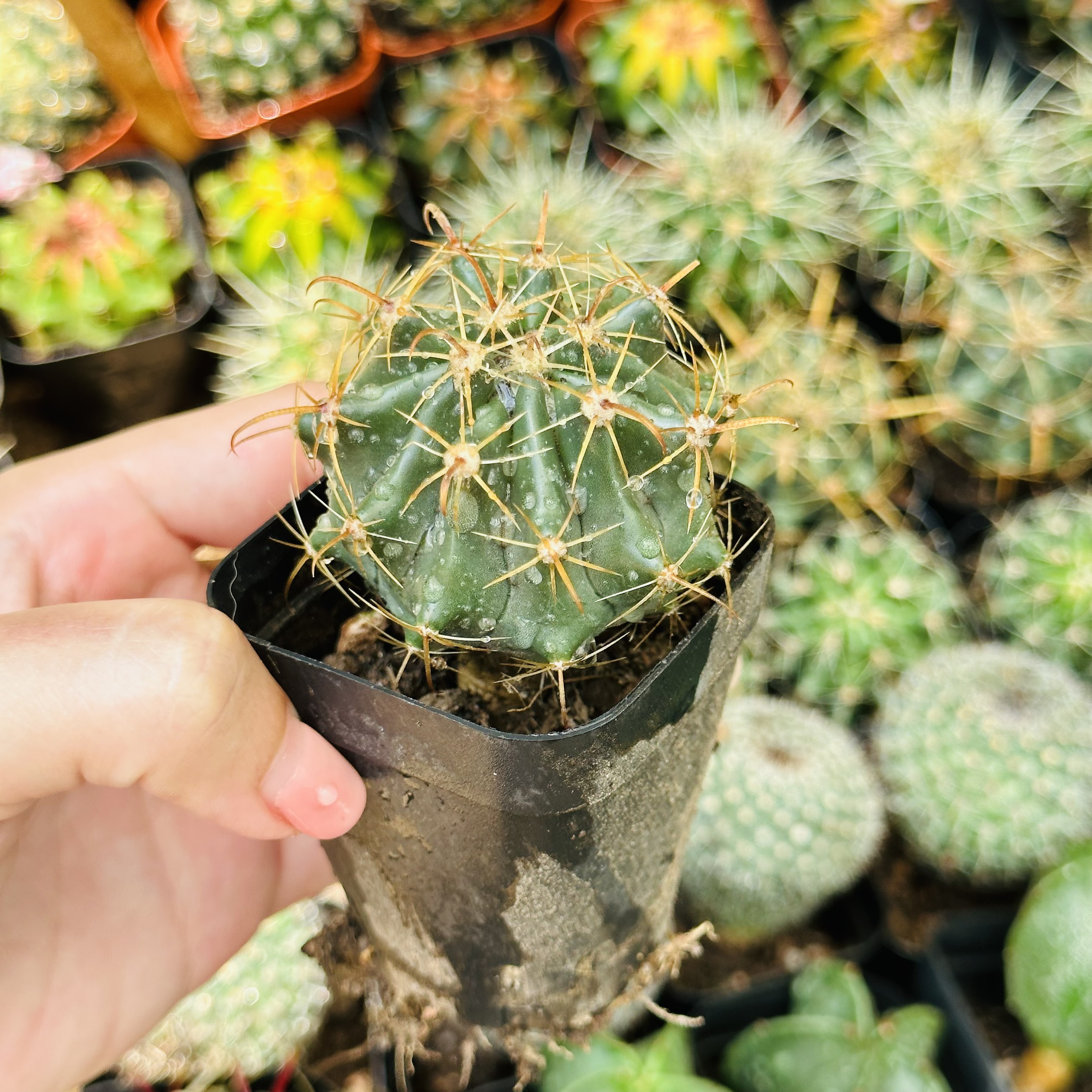 CÂY XƯƠNG RỒNG MINI ĐỒNG GIÁ, Size bé 3~5cm, NHIỀU LOẠI cây trang trí bàn, lọc không khí, dễ trồng, Cây Tươi Nguyên