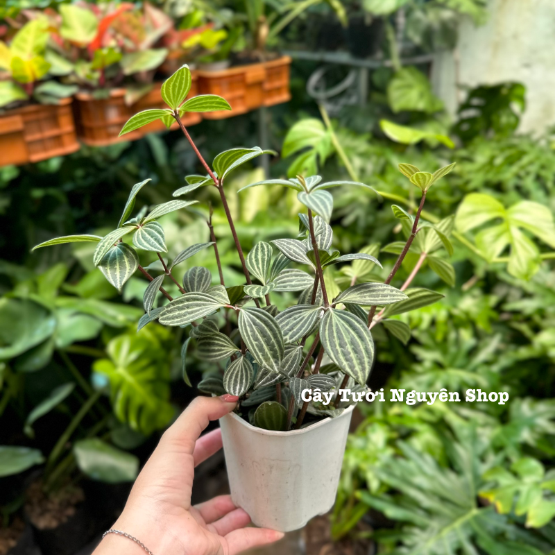 CÂY BÌNH AN ,(cao 15cm), cây cảnh Trong nhà, kiểng lá mini để bàn Văn phòng đẹp, GIÁ RẺ, lọc không khí, Cây Tươi Nguyên CTN1551