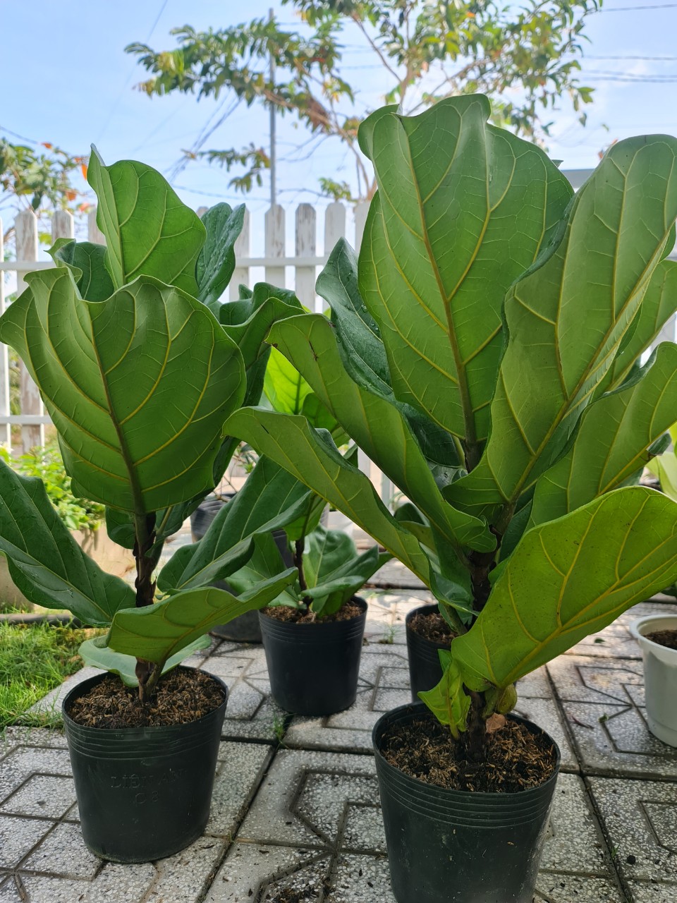 CÂY BÀNG SINGAPORE TRUNG, (cao 40-50cm), cây phong thủy hút tài lộc để bàn mini GIÁ RẺ, lọc không khí, Cây Tươi Nguyên CTN0170