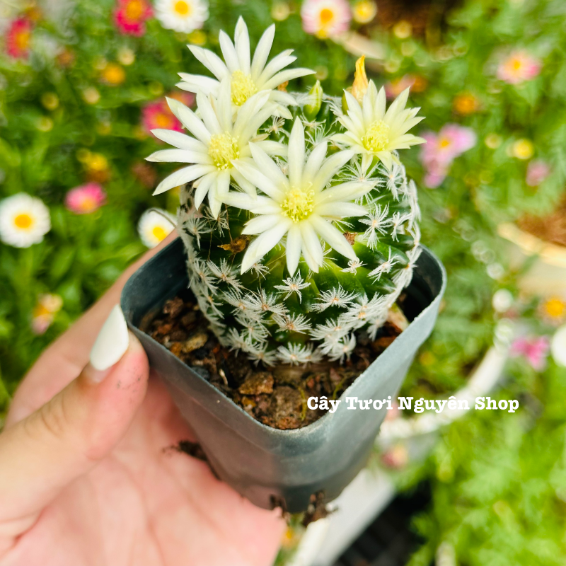 XƯƠNG RỒNG MAMI BÔNG GÒN ,(cao 2cm), xương rồng sen đá mini để bàn, trang trí sân vườn tiểu cảnh, dễ trồng, lọc không khí, Cây Tươi Nguyên CTN1531