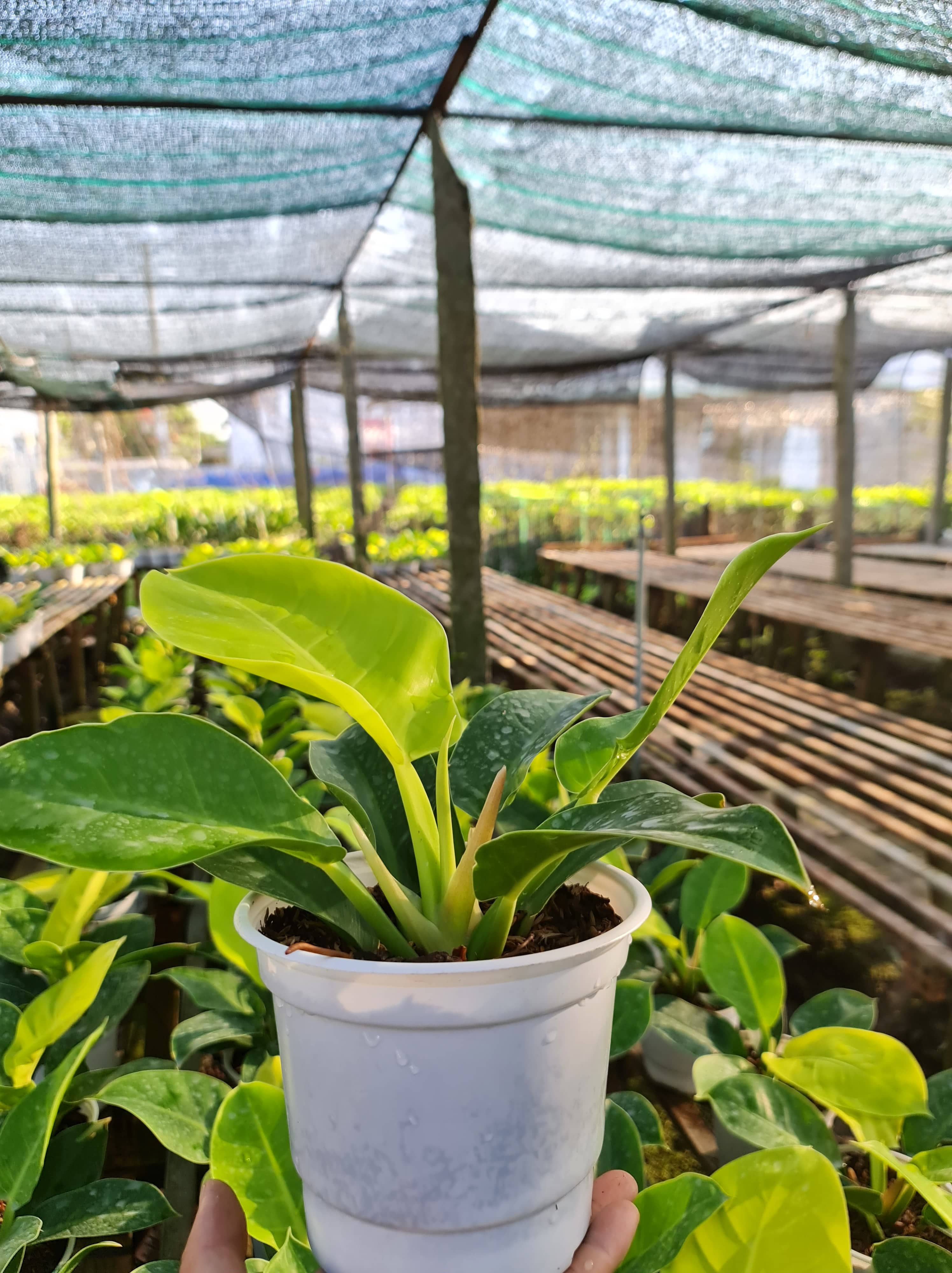 CÂY TRẦU BÀ ĐẾ VƯƠNG Vàng, (cao 35cm), cây phong thủy hút tài lộc để bàn mini GIÁ RẺ, lọc không khí, Cây Tươi Nguyên CTN0020