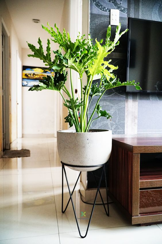 [CHỈ GIAO HCM] CÂY TRẦU BÀ THANH XUÂN SIZE LỚN, (cao 70-80cm), cây cảnh Trong nhà, kiểng lá decor, GIÁ RẺ, lọc không khí