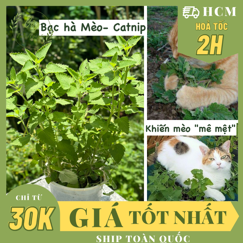 [CHỈ GIAO MIỀN NAM] CÂY BẠC HÀ MÈO- CATNIP, cỏ mèo (cao 25cm), giúp mèo "phê pha" xả stress, cây có sẵn chậu nhựa ổn định, ngắt lá dùng lâu dài, Cây Tươi Nguyên