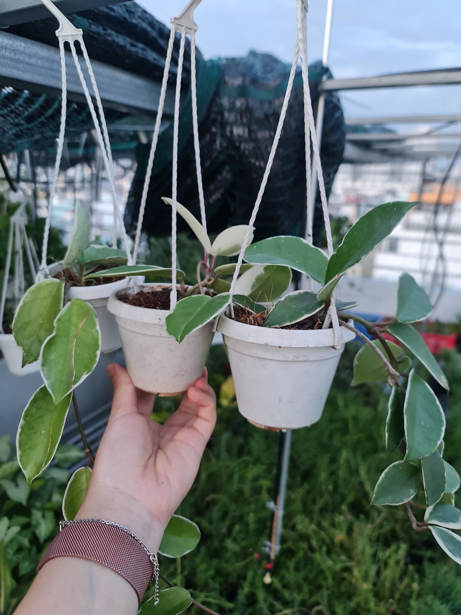 CÂY CẨM CÙ CẨM THẠCH Size Mini, (cao 10cm), cây phong thủy hút tài lộc để bàn mini GIÁ RẺ, lọc không khí, Cây Tươi Nguyên CTN1080