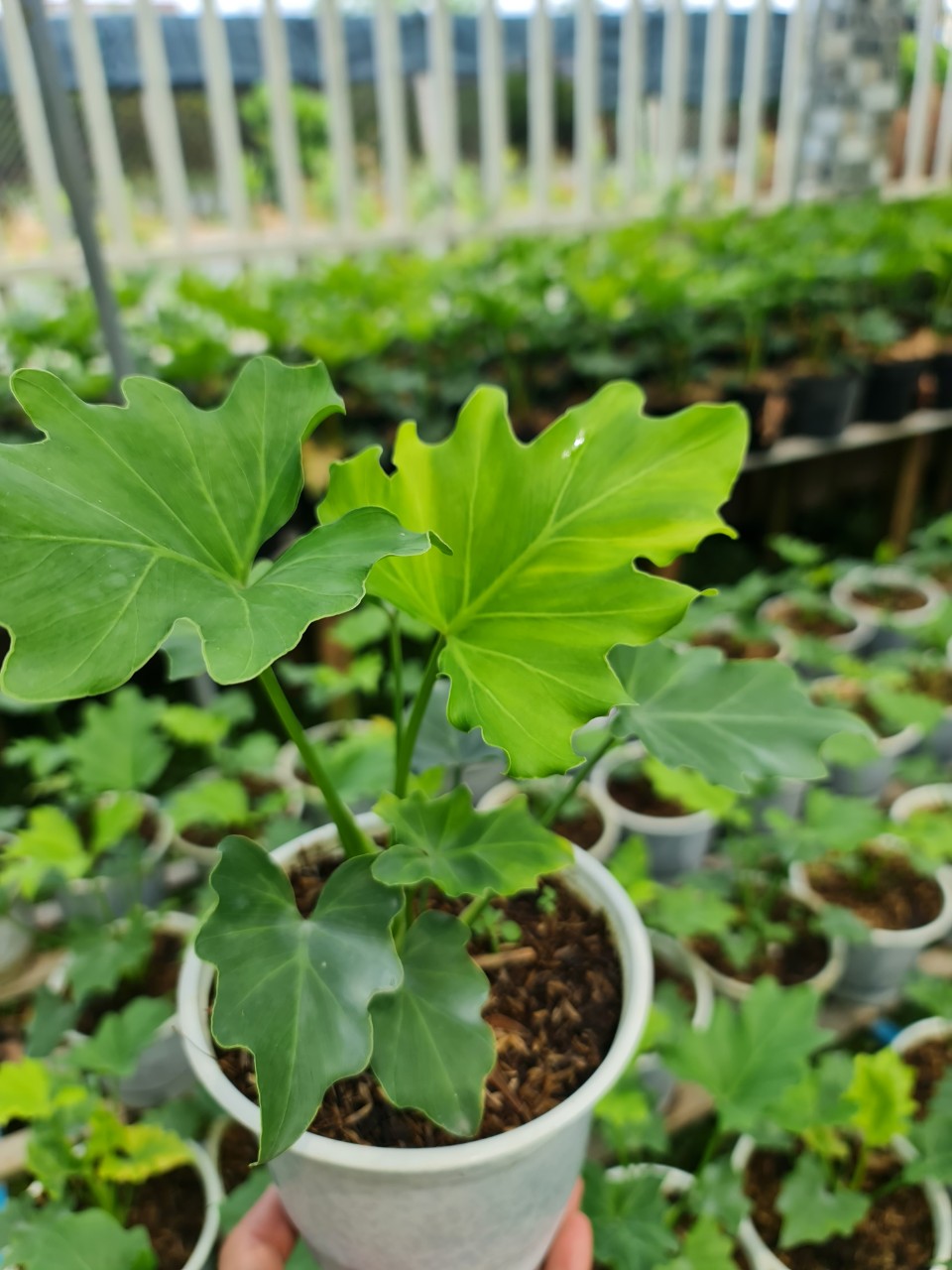 CÂY TRẦU BÀ THANH XUÂN Size nhỏ, (cao 25cm), cây phong thủy hút tài lộc để bàn mini GIÁ RẺ, lọc không khí, Cây Tươi Nguyên CTN0190