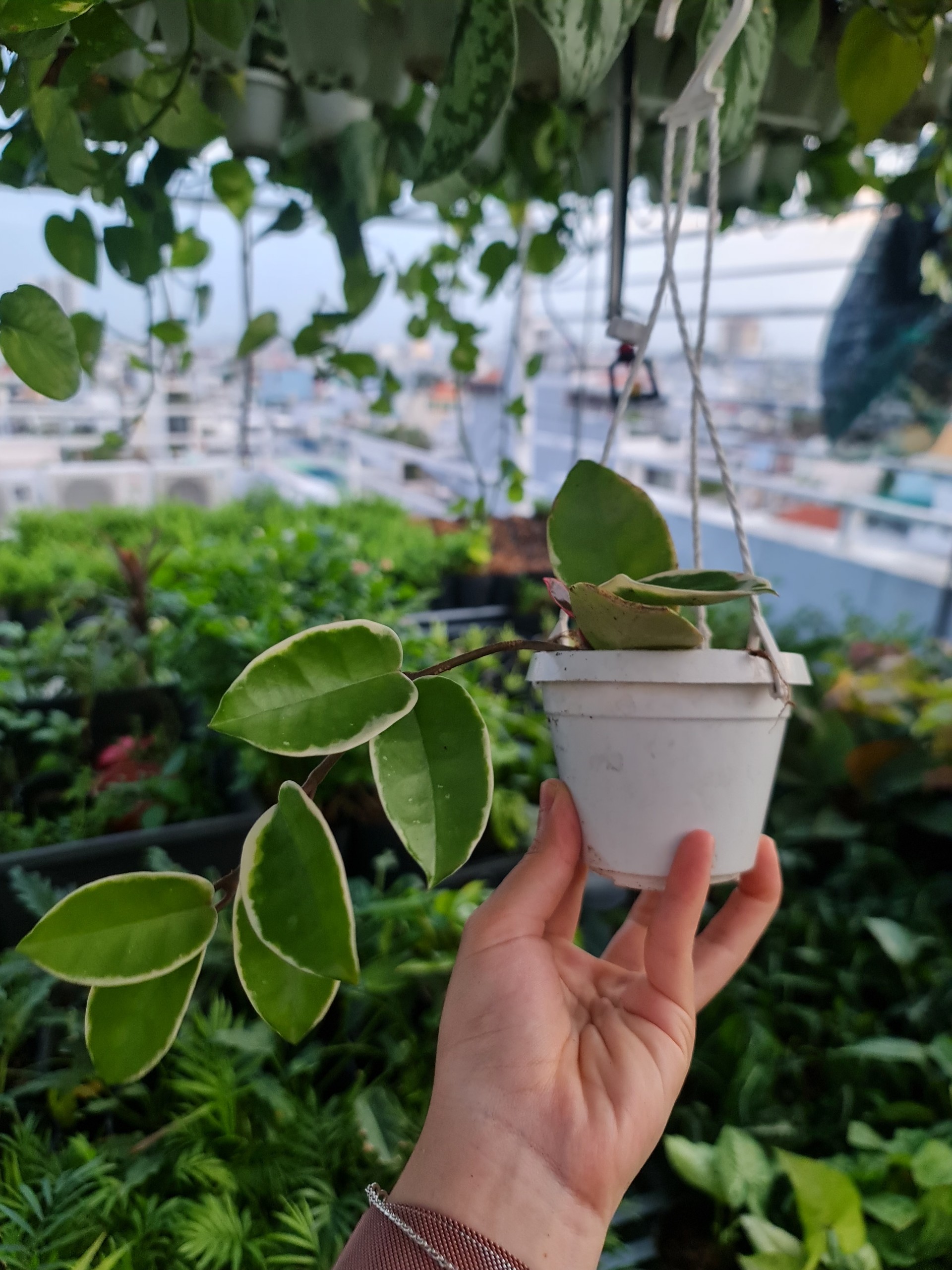CÂY CẨM CÙ CẨM THẠCH Size Mini, (cao 10cm), cây phong thủy hút tài lộc để bàn mini GIÁ RẺ, lọc không khí, Cây Tươi Nguyên CTN1080