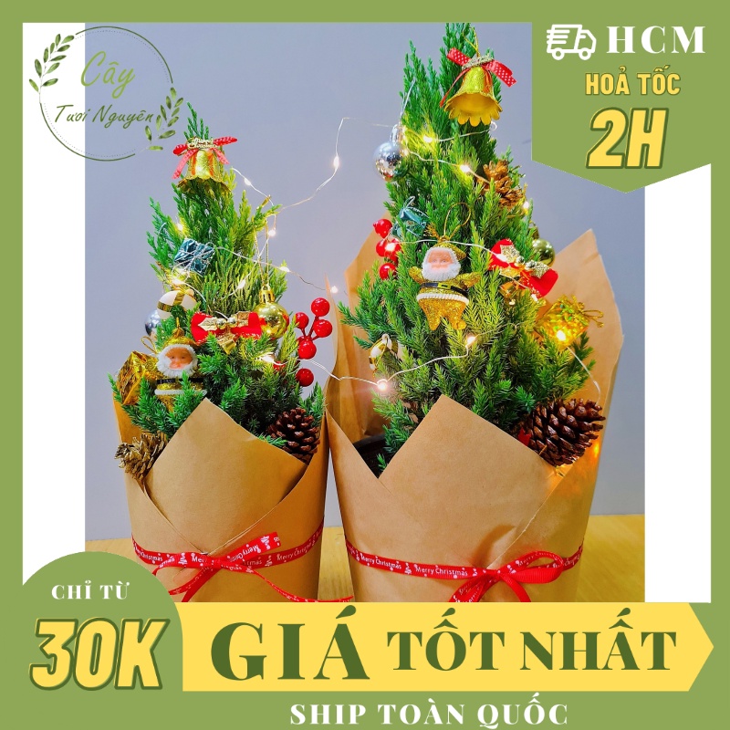 [GIAO HOẢ TỐC] CÂY SƠN TÙNG, (cao 30-40cm), cây Noel mini, cây Noel thật để bàn, cây Giáng sinh, Cây Tươi Nguyên CTN0720