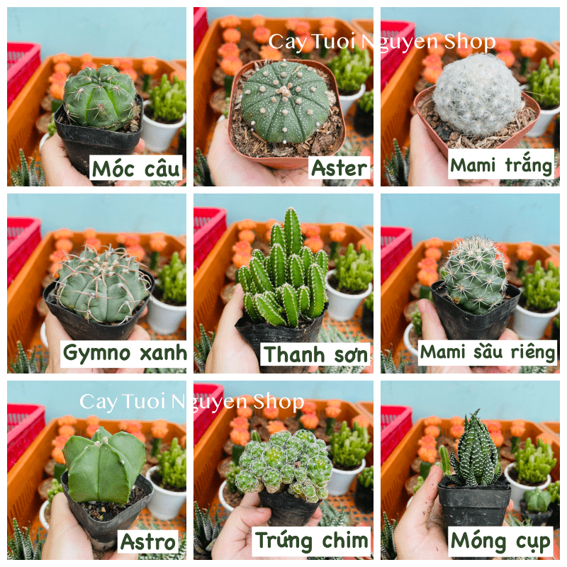 CÂY XƯƠNG RỒNG MINI ĐỒNG GIÁ, Size bé 3~5cm, NHIỀU LOẠI cây trang trí bàn, lọc không khí, dễ trồng, Cây Tươi Nguyên