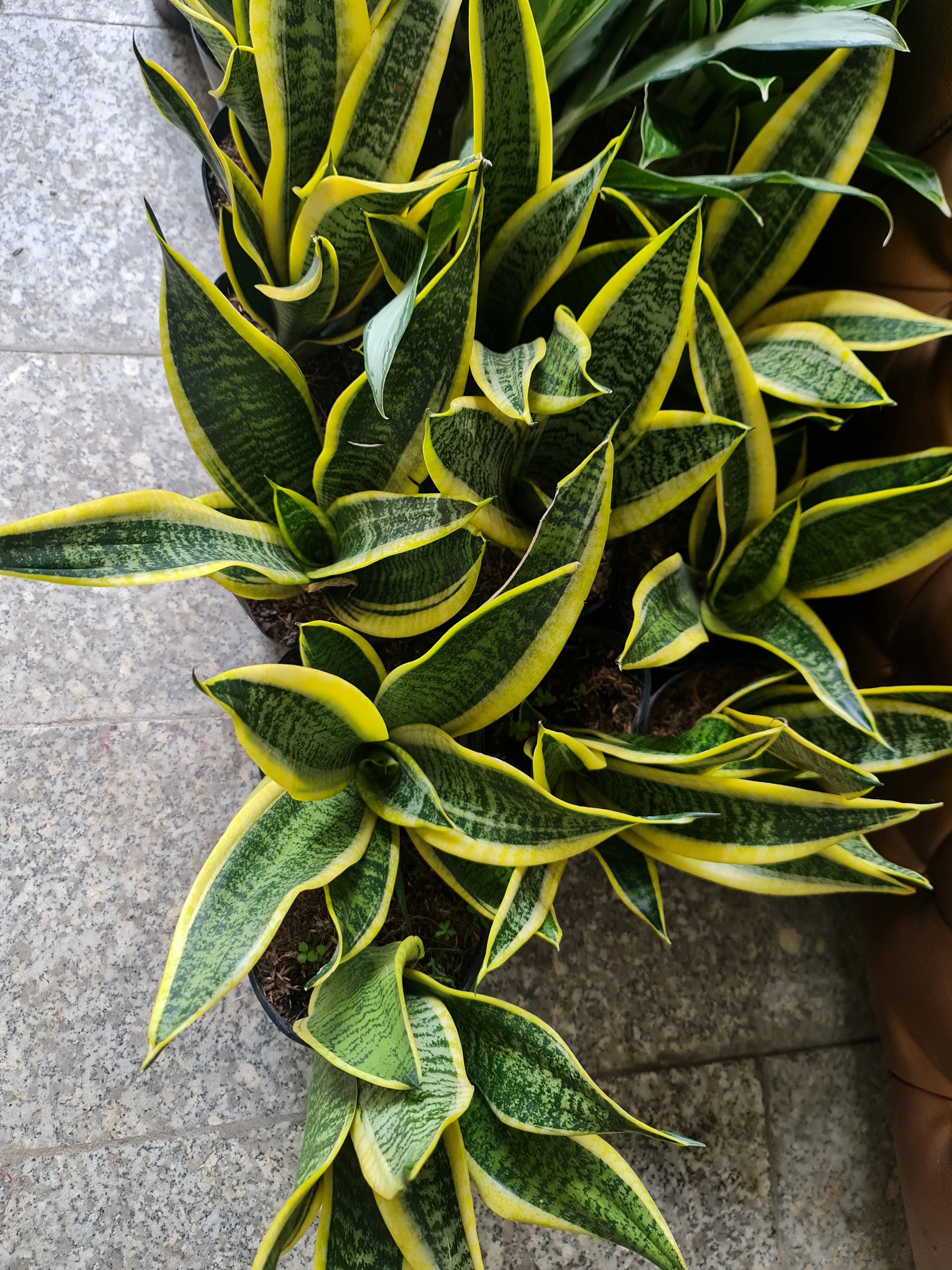 CÂY LƯỠI HỔ THÁI VIỀN VÀNG, (cao 25cm), cây phong thủy hút tài lộc để bàn mini GIÁ RẺ, lọc không khí, Cây Tươi Nguyên CTN0050