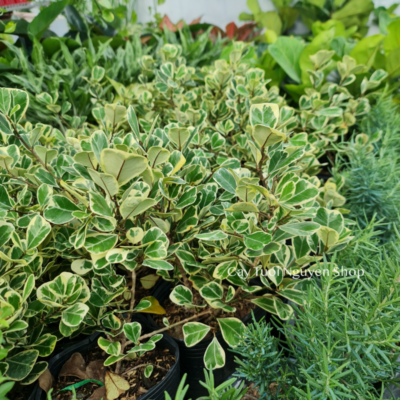 CÂY ĐA TAM PHÚC LÁ TIM ,(cao 30 cm), cây cảnh Trong nhà, kiểng lá mini để bàn Văn phòng đẹp, hợp Phong thuỷ, GIÁ RẺ, lọc không khí, Cây Tươi Nguyên CTN1330