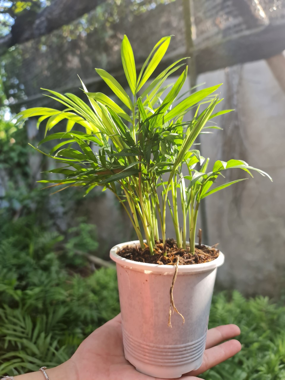 [Mua 2 giảm 15K ship] CÂY CAU TIỂU TRÂM, (cao 15cm), cây phong thủy hút tài lộc để bàn mini GIÁ RẺ, lọc không khí, Cây Tươi Nguyên CTN0010