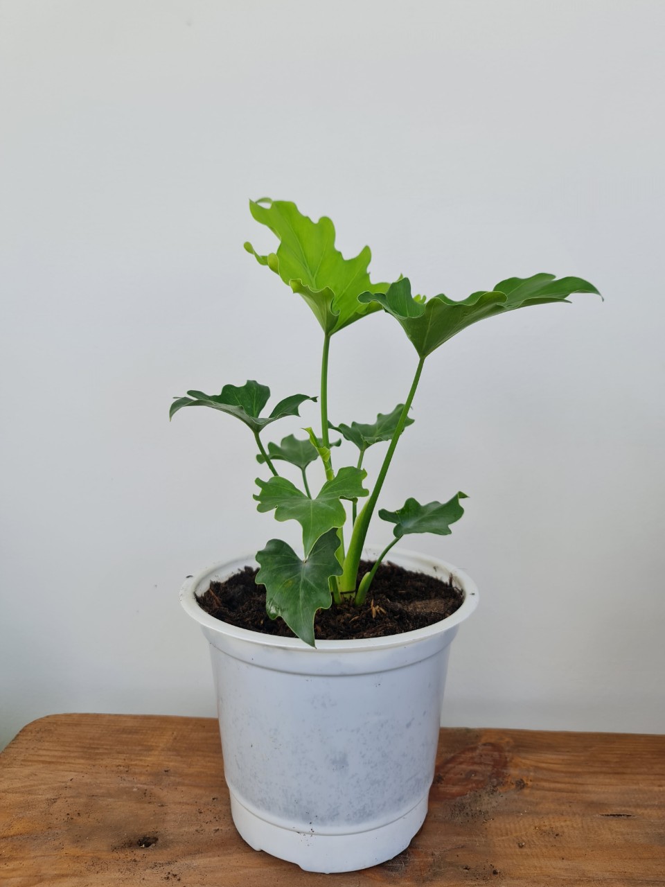 CÂY TRẦU BÀ THANH XUÂN Size nhỏ, (cao 25cm), cây phong thủy hút tài lộc để bàn mini GIÁ RẺ, lọc không khí, Cây Tươi Nguyên CTN0190