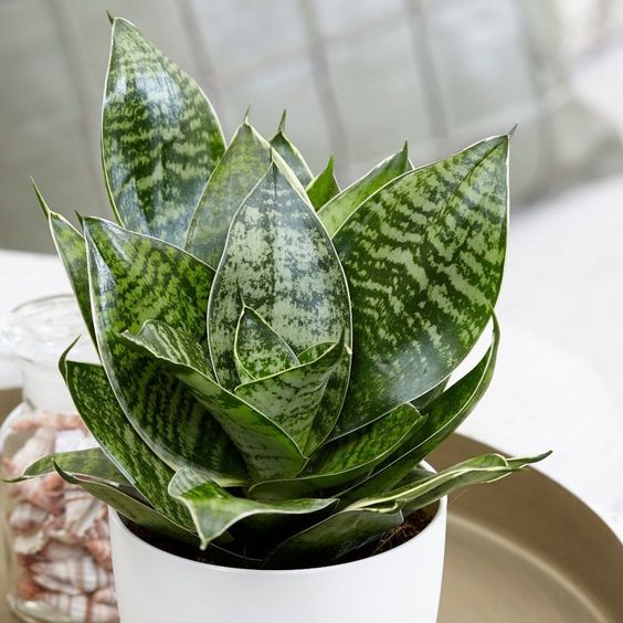 CÂY LƯỠI MÈO , (cao 20cm), cây phong thủy hút tài lộc để bàn mini GIÁ RẺ, lọc không khí, Cây Tươi Nguyên CTN0480