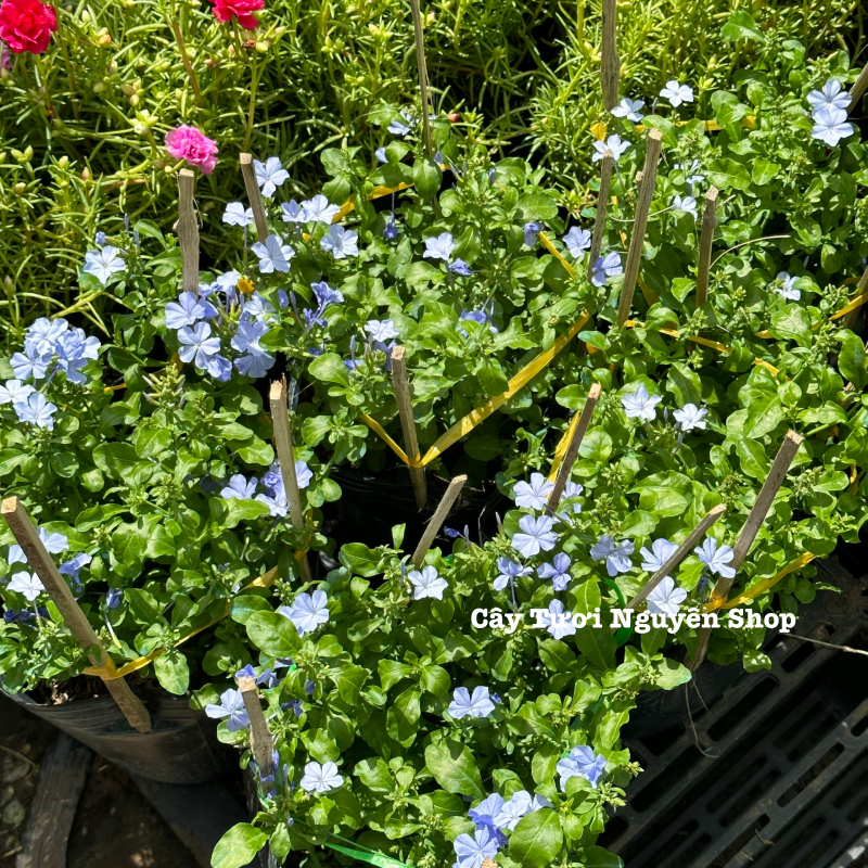 CÂY HOA THANH XÀ ,(cao 20cm), Hoa giống cảnh sân vườn, ban công, dễ trồng GIÁ RẺ, nở quanh năm, Cây Tươi Nguyên CTN1550