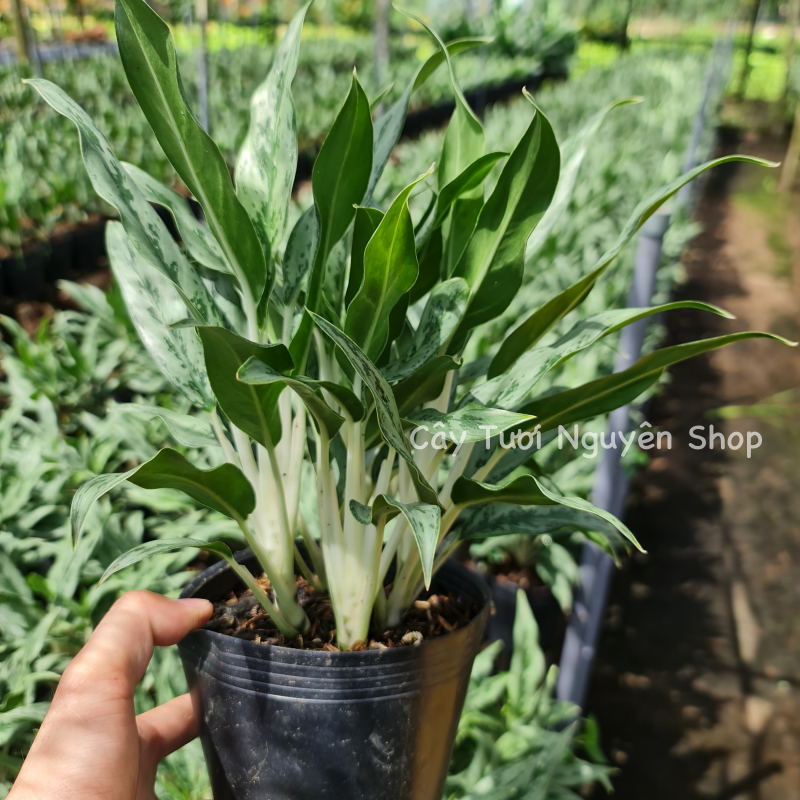 CÂY GIỮ TIỀN THÁI LÁ NHỎ, (cao 20cm), cây cảnh Trong nhà, kiểng lá mini để bàn Văn phòng đẹp, hợp Phong thuỷ, GIÁ RẺ, lọc không khí, Cây Tươi Nguyên CTN1130