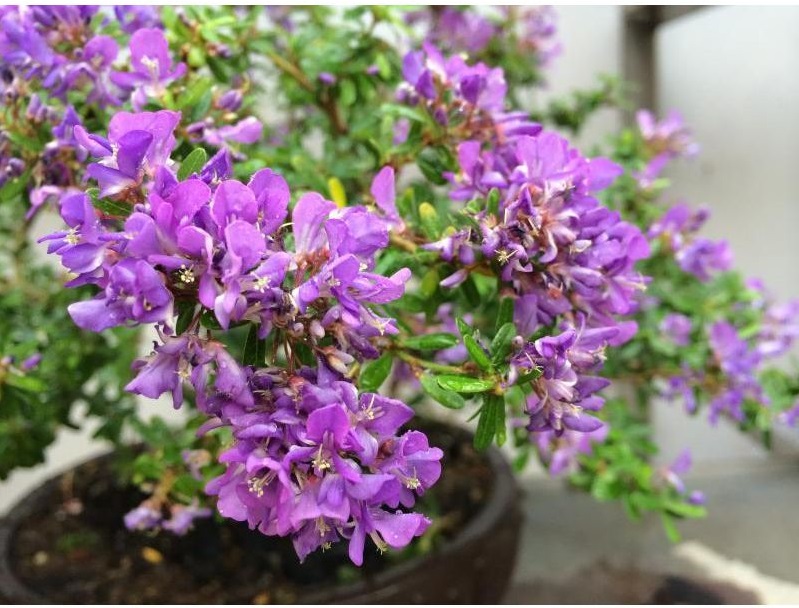 CÂY LINH SAM 86 HOA TÍM NHỎ (1 gốc thô), (cao 20-40cm), cây cảnh trồng sân vườn, làm bonsai tiểu cảnh, dễ trồng GIÁ RẺ, lọc không khí, Cây Tươi Nguyên CTN1270