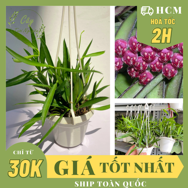 CÂY CẨM CÙ TRÚC MÂY Size MINI, (cao 10cm), Cây cảnh, dễ trồng GIÁ RẺ, nở quanh năm, Cây Tươi Nguyên CTN0950