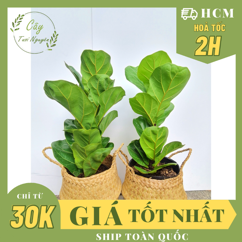 CÂY BÀNG SINGAPORE MINI ,(cao 20-25cm), cây phong thủy hút tài lộc để bàn mini GIÁ RẺ, lọc không khí, Cây Tươi Nguyên CNT0490