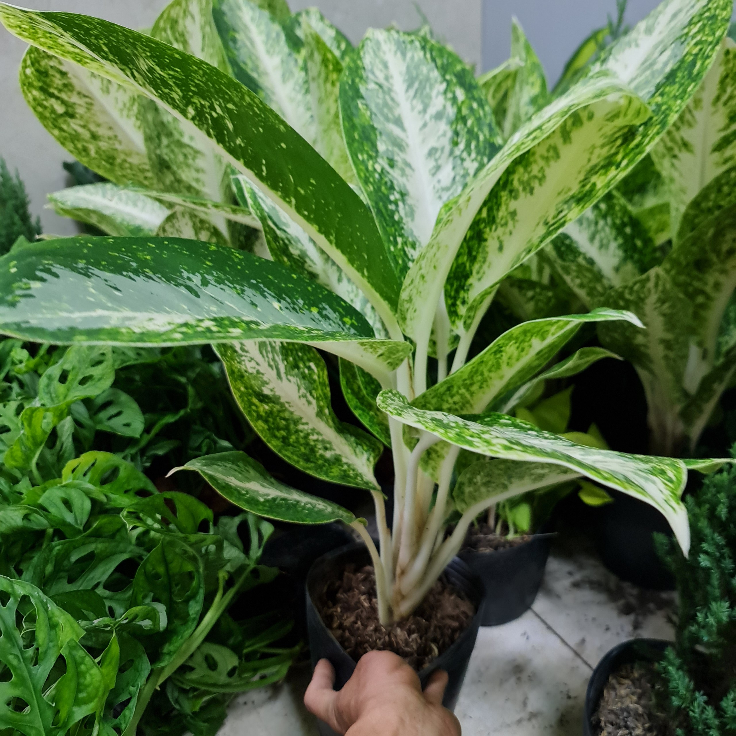 CÂY HUY HOÀNG, (cao 40cm), cây phong thủy hút tài lộc để bàn mini GIÁ RẺ, lọc không khí, Cây Tươi Nguyên CTN0770