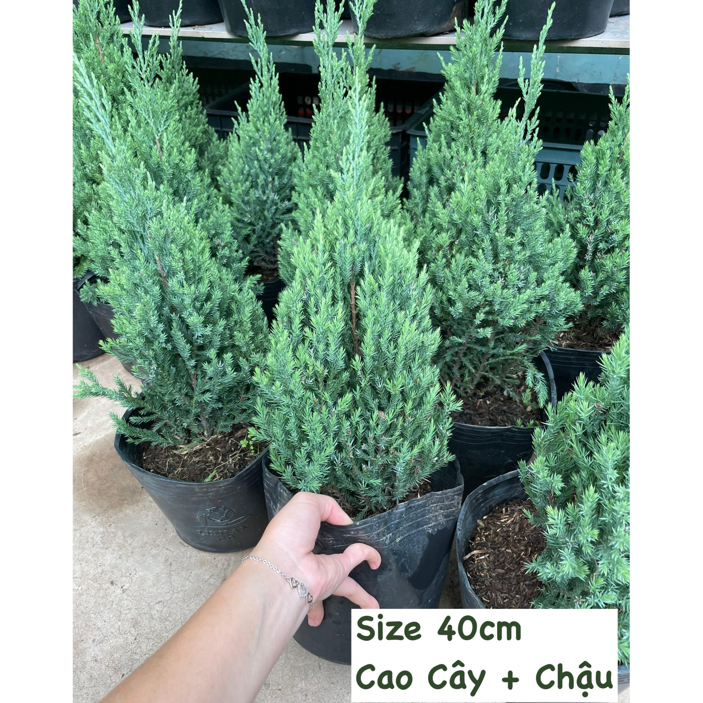 [GIAO NHANH] CÂY SƠN TÙNG SIZE L,(cao 60cm), cây Noel mini, cây Noel thật để bàn, cây Giáng sinh, Cây Tươi Nguyên