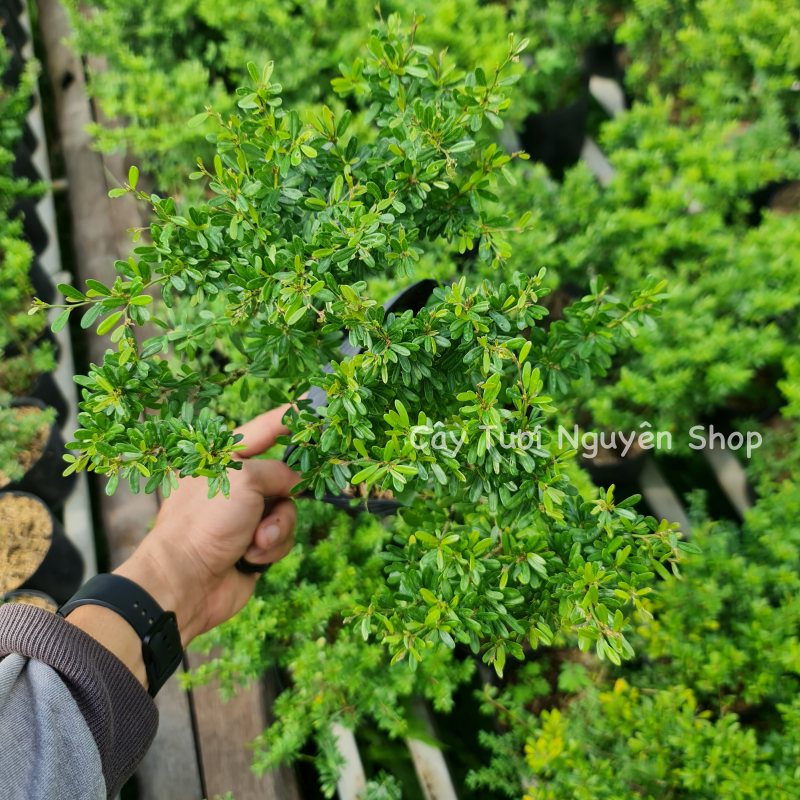 CÂY LINH SAM 86 HOA TÍM NHỎ (1 gốc thô), (cao 20-40cm), cây cảnh trồng sân vườn, làm bonsai tiểu cảnh, dễ trồng GIÁ RẺ, lọc không khí, Cây Tươi Nguyên CTN1270