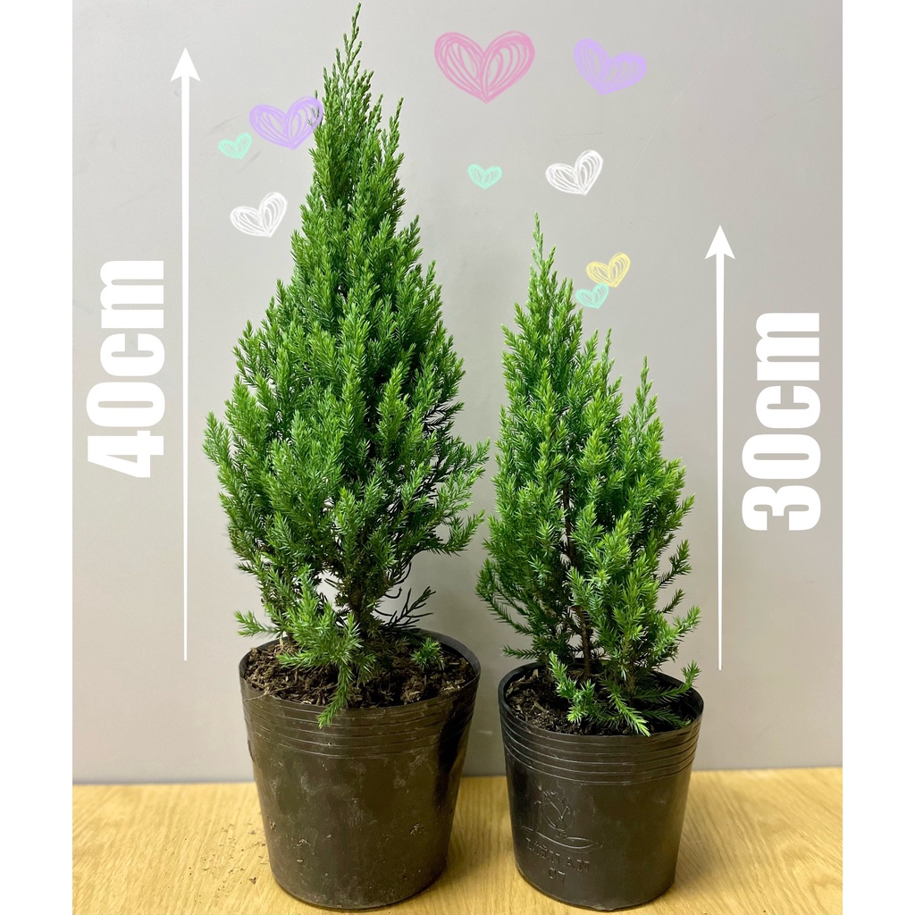 [GIAO HOẢ TỐC] CÂY SƠN TÙNG, (cao 30-40cm), cây Noel mini, cây Noel thật để bàn, cây Giáng sinh, Cây Tươi Nguyên CTN0720