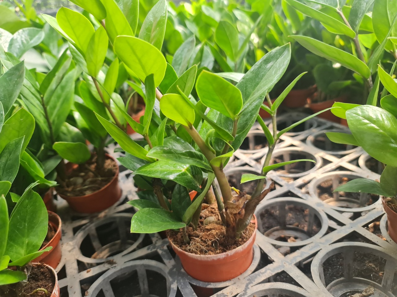 CÂY KIM TIỀN MINI Size mini, (cao 25cm), cây phong thủy hút tài lộc để bàn mini GIÁ RẺ, lọc không khí, Cây Tươi Nguyên CTN0240
