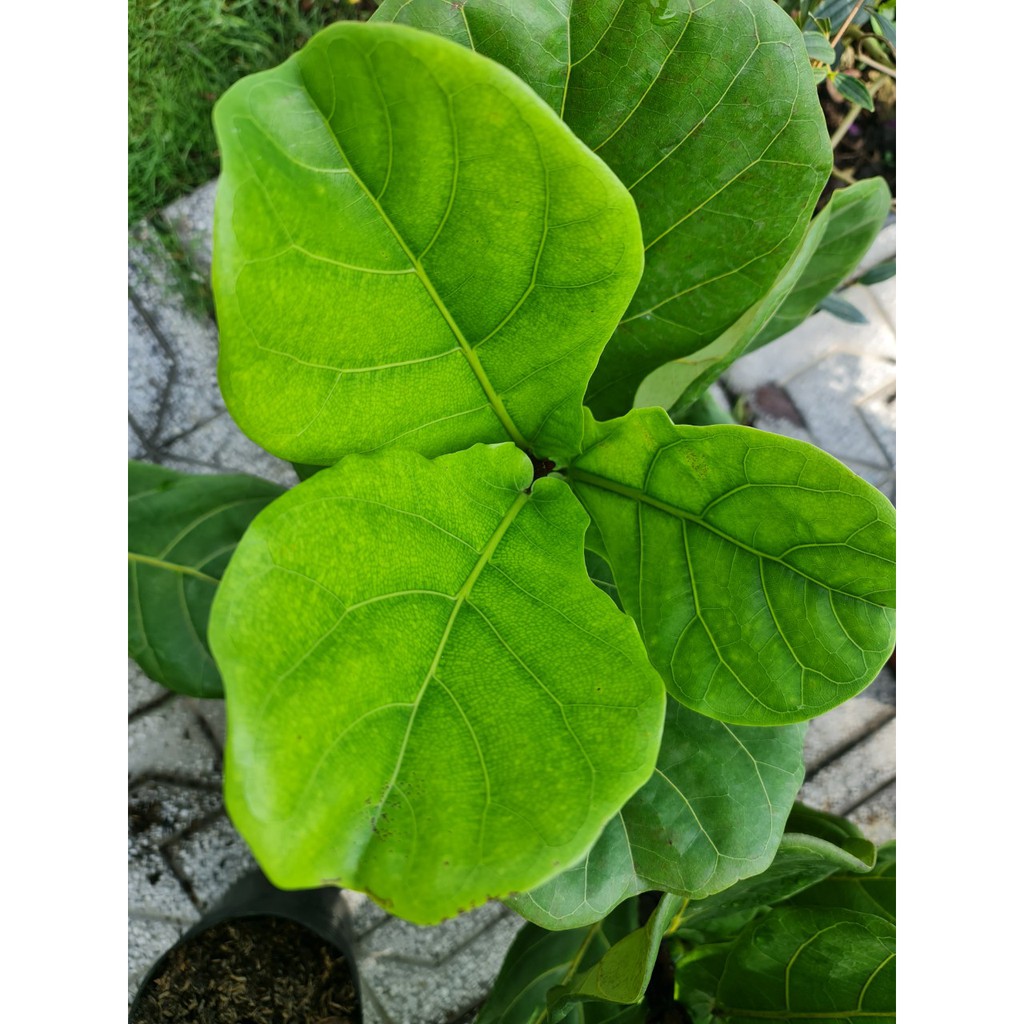 CÂY BÀNG SINGAPORE MINI ,(cao 20-25cm), cây phong thủy hút tài lộc để bàn mini GIÁ RẺ, lọc không khí, Cây Tươi Nguyên CNT0490