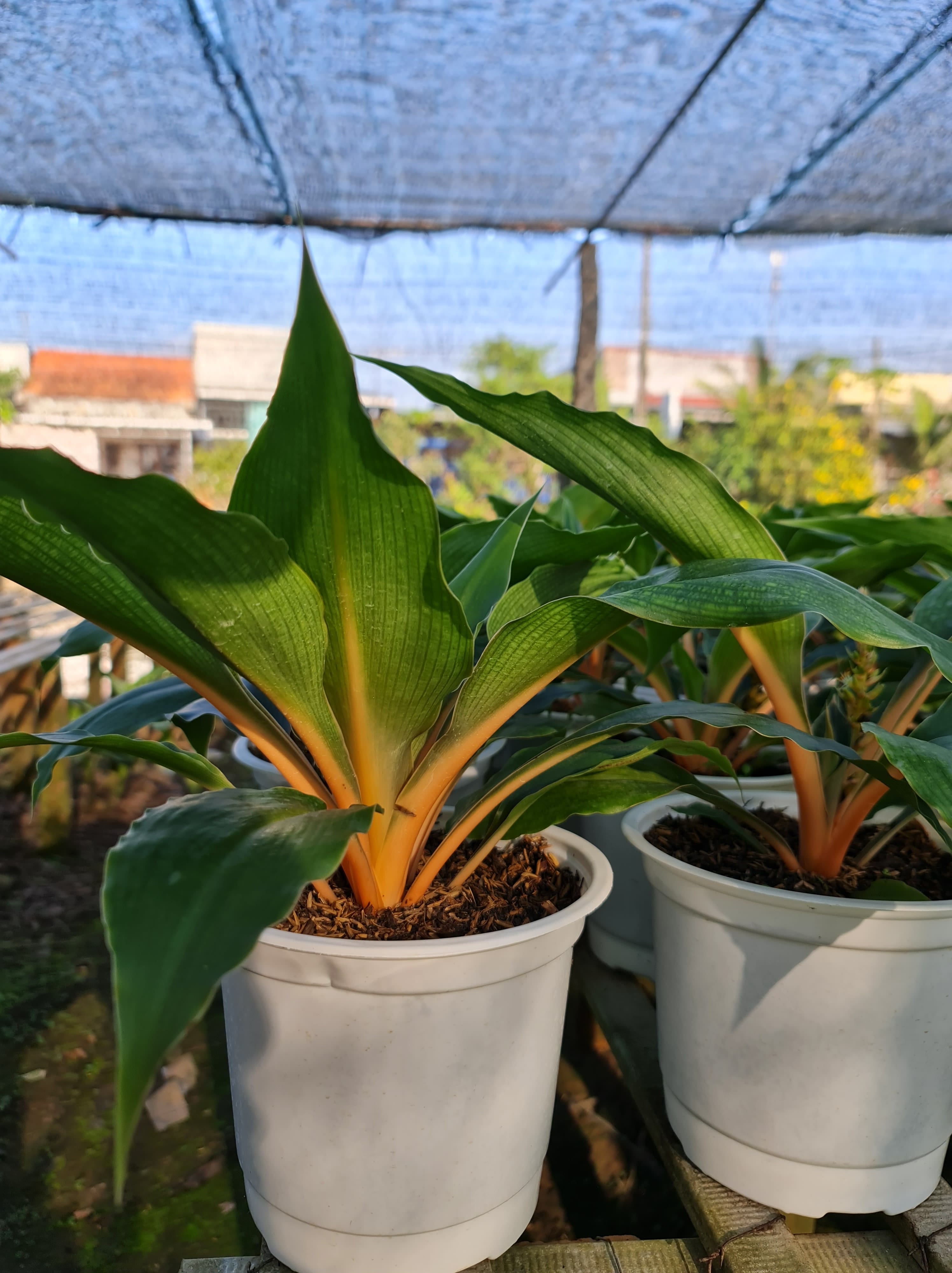CÂY PHƯỢNG HOÀNG, (cao 35cm), cây phong thủy hút tài lộc để bàn mini GIÁ RẺ, lọc không khí, Cây Tươi Nguyên CTN0070
