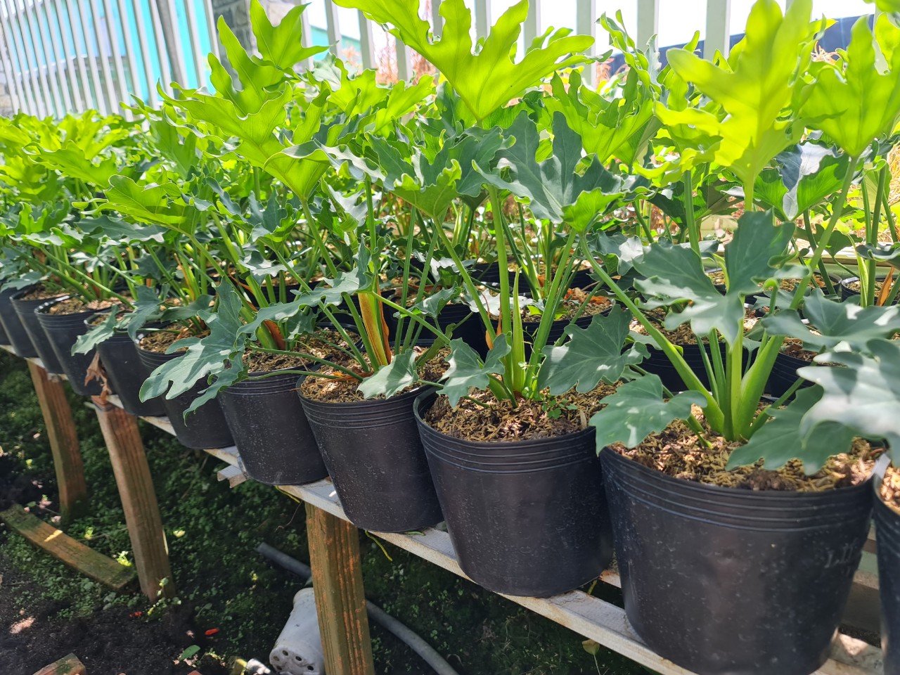 CÂY TRẦU BÀ THANH XUÂN 2 Size, cây phong thủy hút tài lộc để bàn mini GIÁ RẺ, lọc không khí, Cây Tươi Nguyên CTN0190