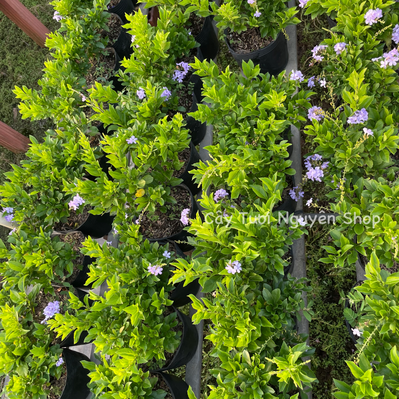 CÂY HOA CHUỖI NGỌC THÁI TÍM ,(cao 20cm), Hoa giống cảnh sân vườn, ban công, dễ trồng GIÁ RẺ, nở quanh năm, Cây Tươi Nguyên CTN1170