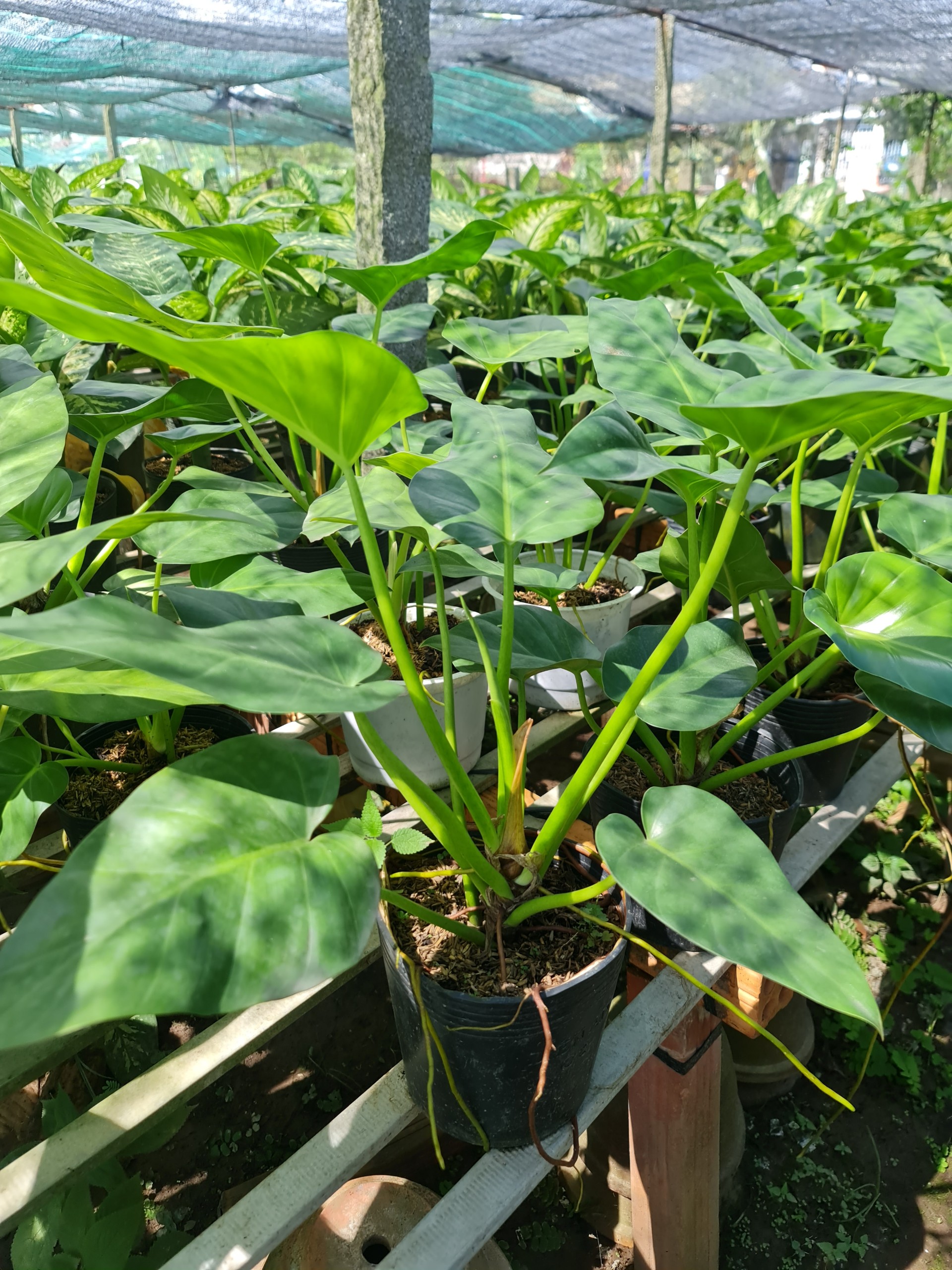 CÂY ĐẠI HOÀNG PHÚ, (cao 50cm), cây phong thủy hút tài lộc để bàn mini GIÁ RẺ, lọc không khí, Cây Tươi Nguyên CTN0460