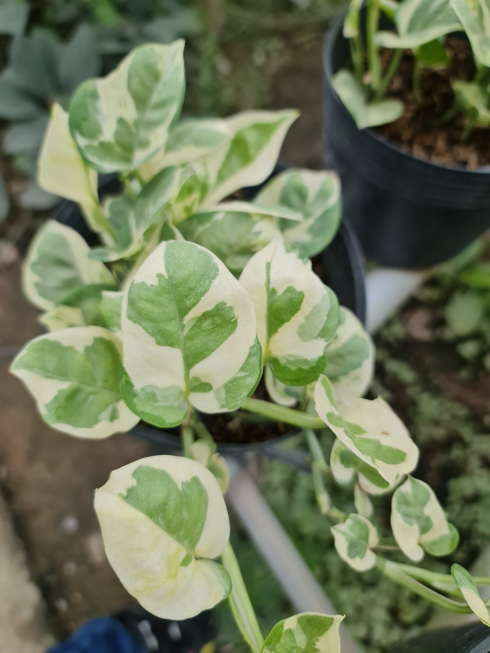 CÂY TRẦU BÀ CẨM THẠCH, (cao 15 cm), cây phong thủy hút tài lộc để bàn mini GIÁ RẺ, lọc không khí, Cây Tươi Nguyên CTN0440