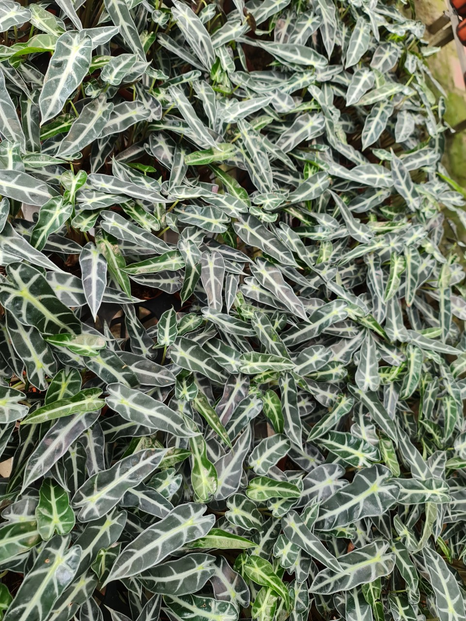 CÂY MÔN QUAN ÂM Loại 4 gốc, (cao 25cm), cây phong thủy hút tài lộc để bàn mini GIÁ RẺ, lọc không khí, Cây Tươi Nguyên CTN0330