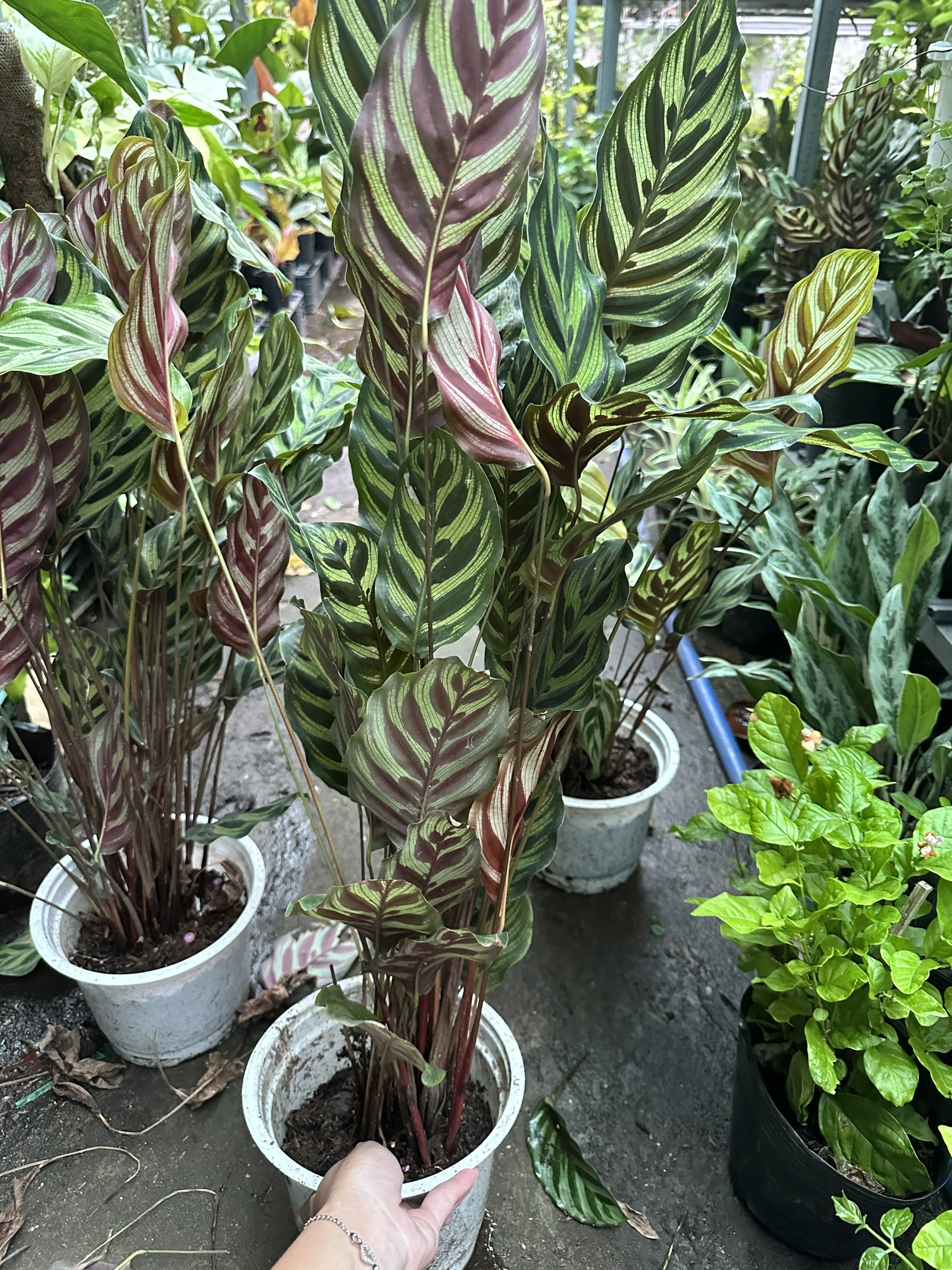 CÂY ĐUÔI CÔNG SỌC XANH, (cao 15cm), cây phong thủy hút tài lộc để bàn mini GIÁ RẺ, lọc không khí, Cây Tươi Nguyên CTN0600