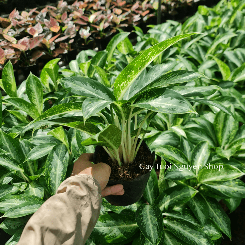 CÂY HUY HOÀNG SIZE NHỎ ĐỂ BÀN ,(cao 25cm), cây cảnh Trong nhà, kiểng lá mini để bàn Văn phòng, GIÁ RẺ, Cây Tươi Nguyên