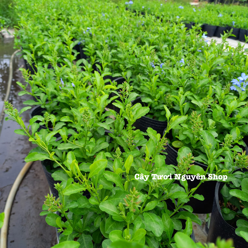 CÂY HOA THANH XÀ ,(cao 20cm), Hoa giống cảnh sân vườn, ban công, dễ trồng GIÁ RẺ, nở quanh năm, Cây Tươi Nguyên CTN1550