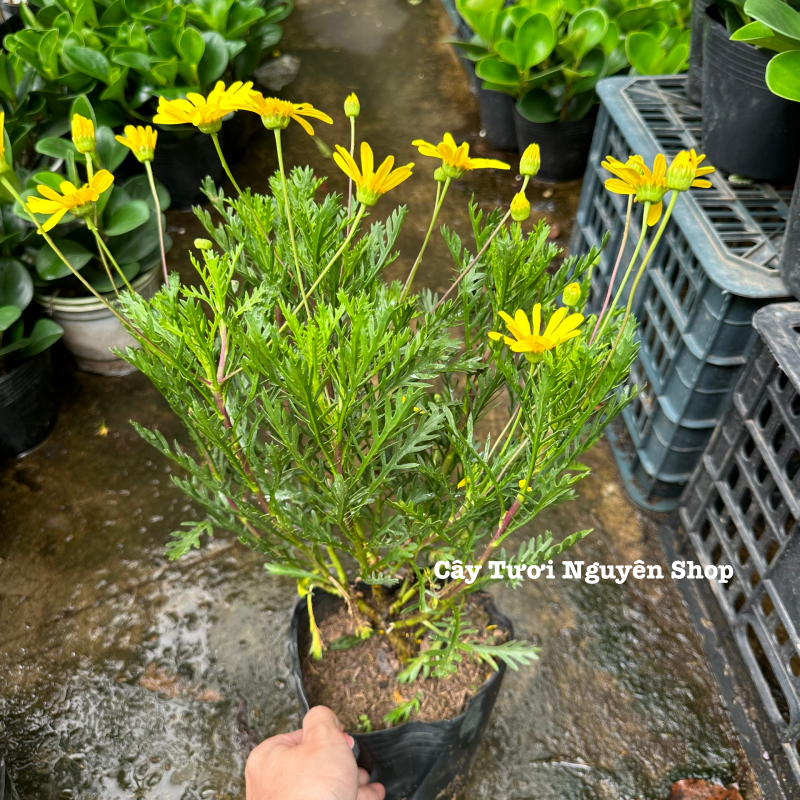 [CHỈ GIAO HCM] CÂY HOA CÚC THÂN GỖ VÀNG (cao 25cm), cây trồng chậu nhựa phát triển ổn định, hoa nở quanh năm, Cây Tươi Nguyên