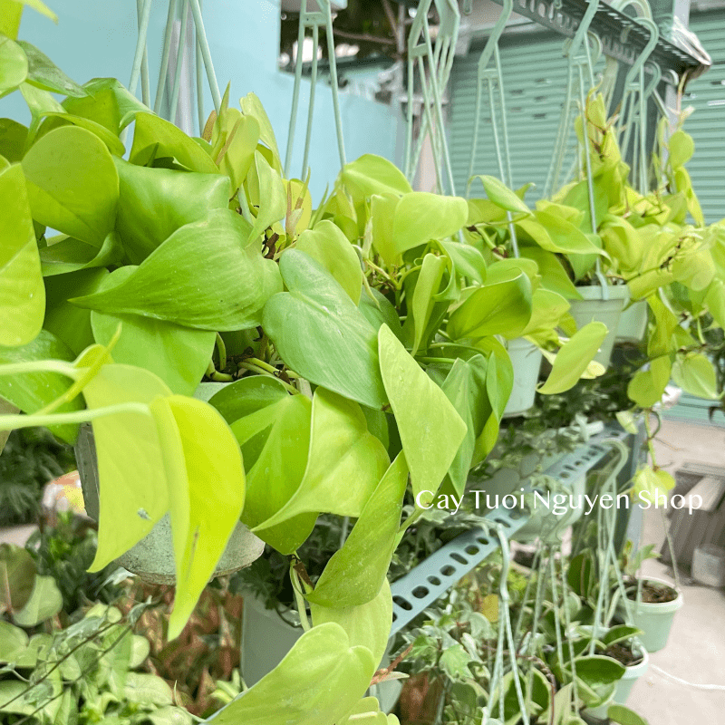 [CHẬU TREO] CÂY TRẦU BÀ LÁ TIM mini ,(cao 10cm), cây cảnh Trong nhà, kiểng lá để bàn, GIÁ RẺ, Cây Tươi Nguyên CTN1452