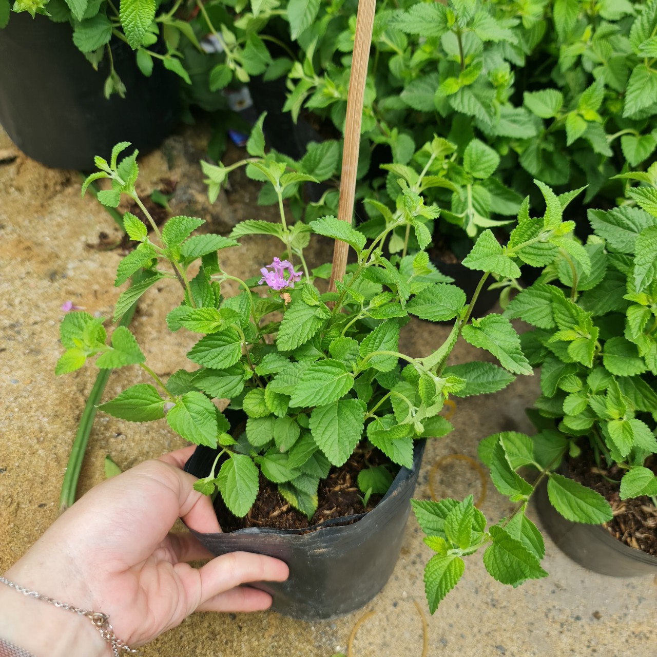 CÂY HOA NGŨ SẮC TÍM, (cao 25cm), Cây cảnh, dễ trồng GIÁ RẺ, nở quanh năm, Cây Tươi Nguyên CTN0380