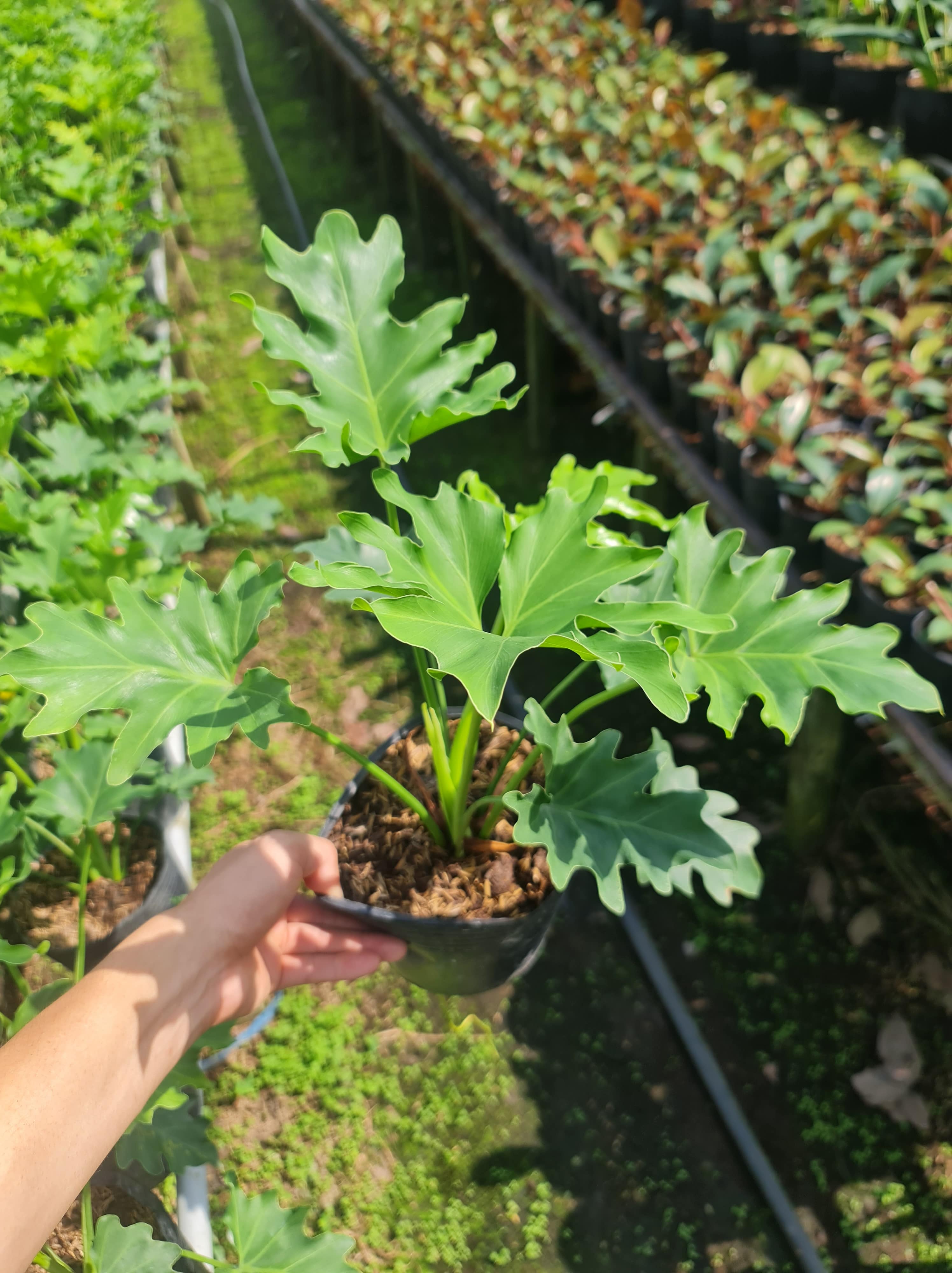 CÂY TRẦU BÀ THANH XUÂN 2 Size, cây phong thủy hút tài lộc để bàn mini GIÁ RẺ, lọc không khí, Cây Tươi Nguyên CTN0190