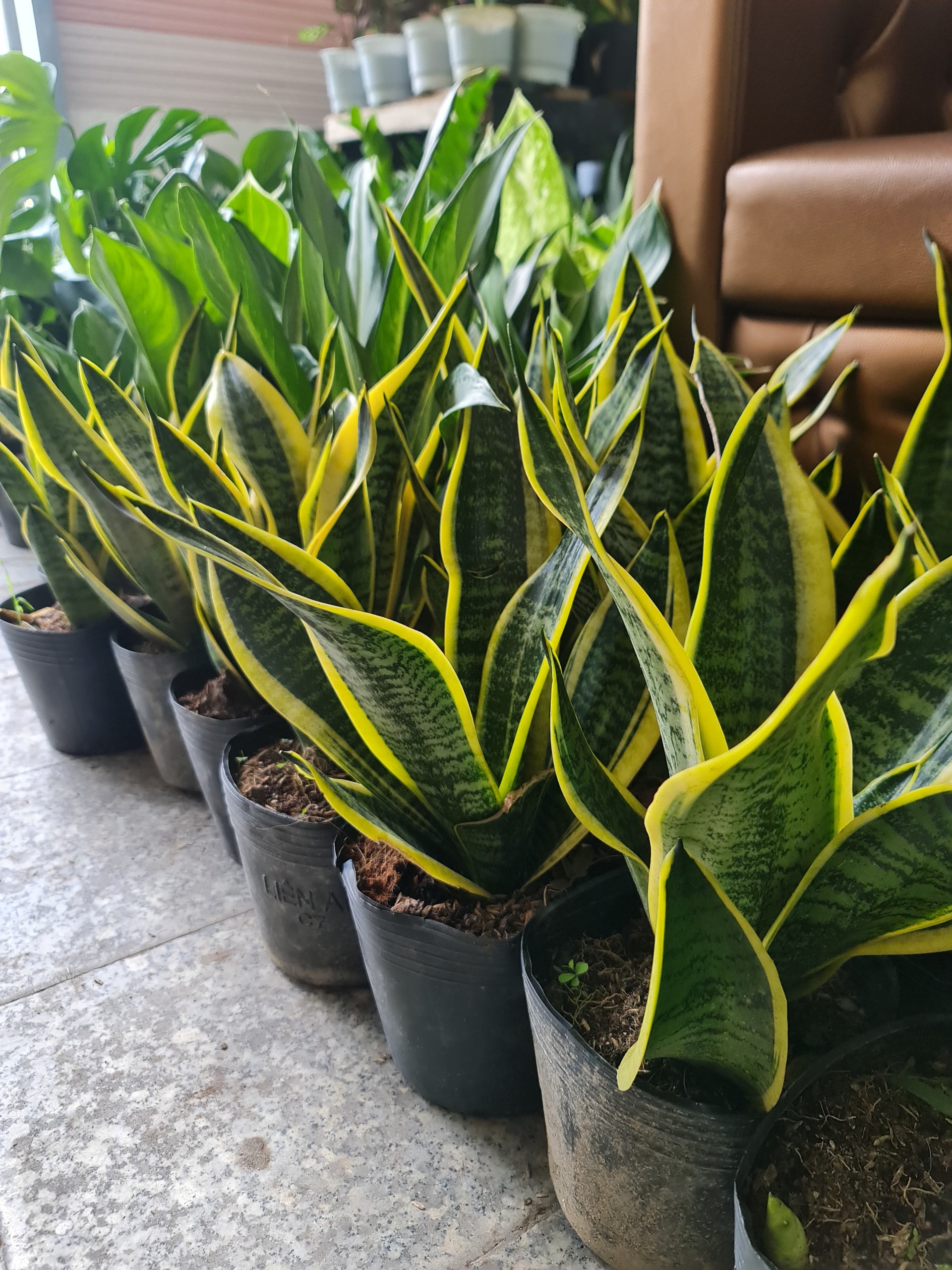CÂY LƯỠI HỔ THÁI VIỀN VÀNG, (cao 25cm), cây phong thủy hút tài lộc để bàn mini GIÁ RẺ, lọc không khí, Cây Tươi Nguyên CTN0050