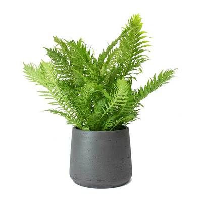 CÂY DƯƠNG SỈ HẠNH PHÚC, (cao 35cm), cây phong thủy hút tài lộc để bàn mini GIÁ RẺ, lọc không khí, Cây Tươi Nguyên CTN0320